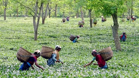 Proprietarului unei plantații de ceai din India, ucis de propriii angajați