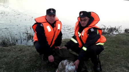 Imagini emoționante în România: O lebădă rănită, salvată de pe un lac înghețat