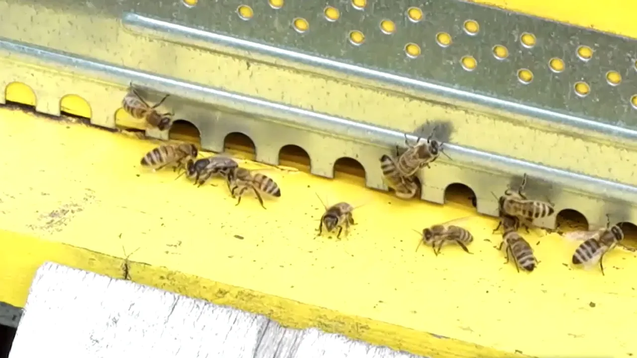 Cum este obținută și ce conține MIEREA ALBASTRĂ. „Blue Honey”, care a cucerit piața internațională, are multiple beneficii pentru sănătate