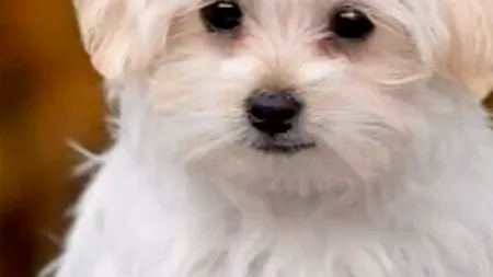 Un cuplu a plătit 1.250 de euro (6.200 lei) pe acest „bișon maltez”. Acasă, cei doi au descoperit ce animal cumpăraseră, de fapt
