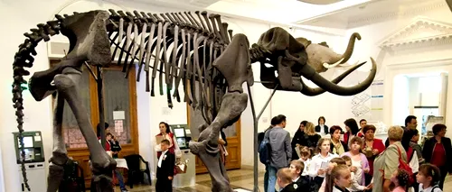 Copiii, așteptați să petreacă o noapte printre cele mai mari mamifere de pe Pământ, la Muzeul Antipa