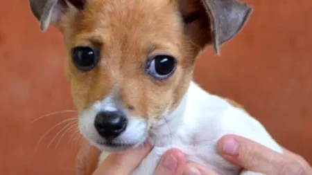 Noroc de câine. Un Jack Russell abandonat a fost adoptat de familia regală britanică