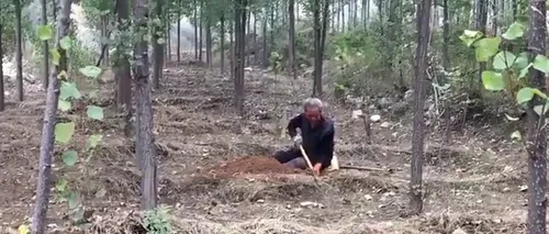 Un bătrân, veteran cu ambele picioare amputate, a plantat SINGUR peste 17.000 de copaci - VIDEO 