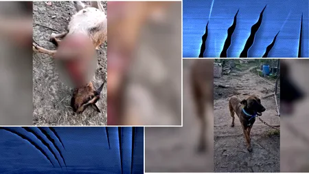 Șacalii prăpădesc Oltenia. Haitele criminale au sfârtecat și animalele lui Gigi Nețoiu. Nimic nu scapă, oi, capre sau viței