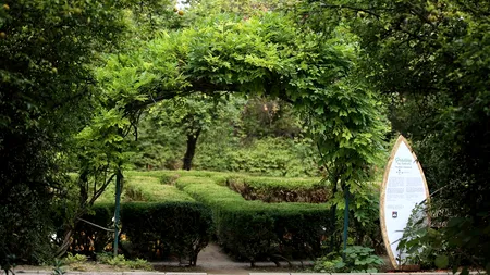 Surpriza de care au avut parte românii care au mers în Grădina Botanică din București