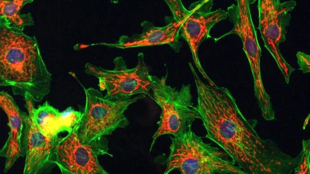 Experimentul care face lumea să exclame: 