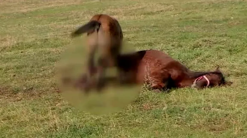 Cal din Iași, eutanasiat după ce a fost găsit cu răni de secure şi fracturi grave la un picior. Suspect este un bărbat, acuzat în trecut că ar fi provocat și moartea unei vaci 