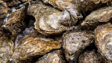 Descoperire neașteptată în Marea Neagră. Specie din Oceanul Pacific, găsită pe litoral