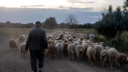 Cioban plătit regește în România. Un crescător de oi caută păstor și oferă beneficii greu de refuzat. Care este oferta de salariu