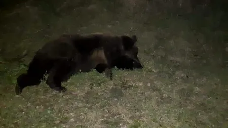 Un urs lovit de o mașină, pe DN 11 a fost tranchilizat și dus la Rezervația Zărnești