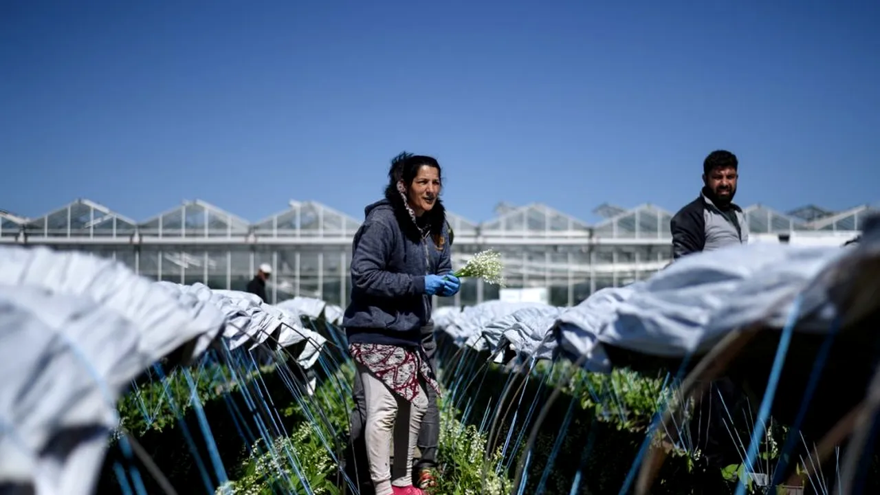 CORONAVIRUS. Ironii din partea unui europarlamentar, după ce Marea Britanie a primit din nou muncitori sezonieri români