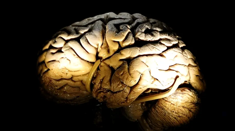 VIDEO. Cum se formează amintirile în creier. Oamenii de știință au stabilit etapele procesului
