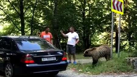 Doi ucraineni au fost ATACAȚI de un urs pe Transfăgărășan, când îl hrăneau și se fotografiau cu el. Cum au scăpat de furia animalului