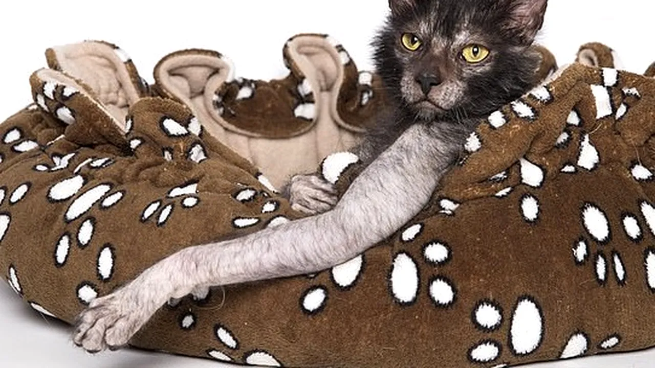 FOTO Cum arată cea mai urâtă pisică din lume. Seamănă cu un vârcolac