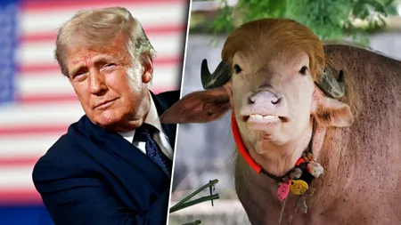 Bivolul din Bangladesh care a devenit faimos pe internet pentru că seamănă cu Trump a fost salvat de la ritualul sacrificării