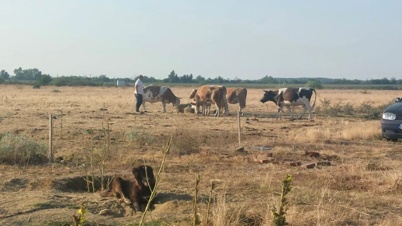 Situație dramatică în sudul României. Fermierii din Oltenia sunt nevoiți să-și ducă animalele la abator, din cauza caniculei care a făcut ravagii