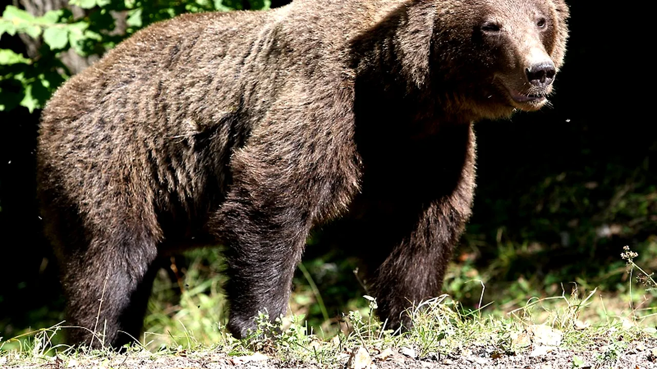 Un vânător de 39 de ani a fost atacat și rănit de un urs, într-o pădure din Bistrița-Năsăud