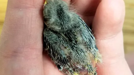 Gestul făcut de mai mulți tineri în stare de ebrietate, care au găsit o pasăre rănită pe stradă. „La început am glumit, dar...