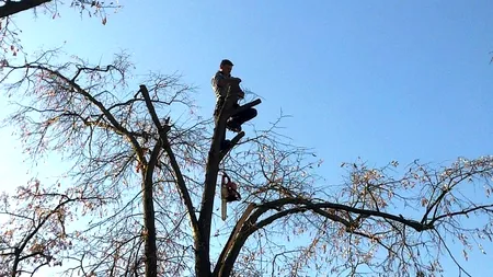 Primăria Capitalei  vrea să facă inventarul arborilor uscați din București