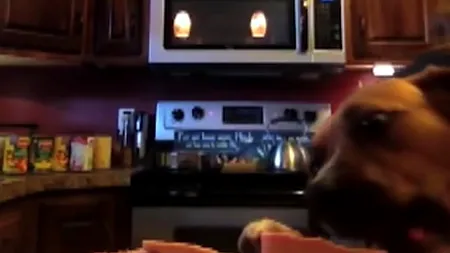 Prepara o mâncare și a lăsat tava cu carne nesupravegheată, moment în care a ''intervenit'' câinele familiei