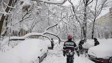 Anunțul primăriei pentru proprietarii mașinilor avariate de copaci căzuți în Sectorul 4