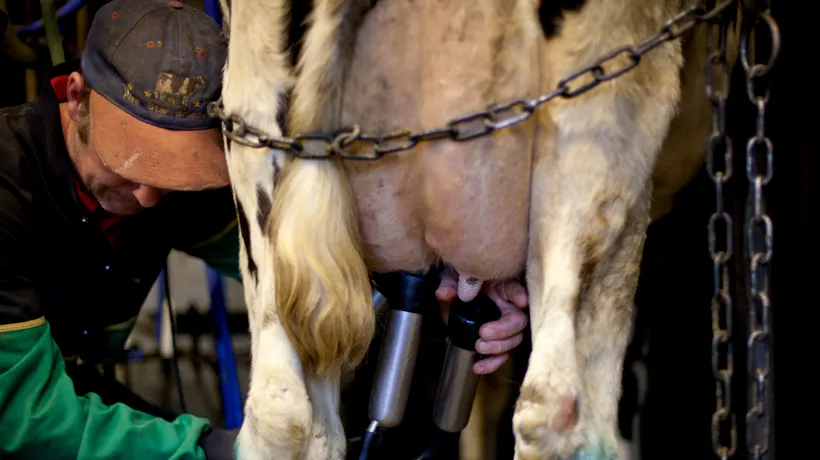 Anunțul ANSVSA privind laptele aflat la vânzare pe piața din România