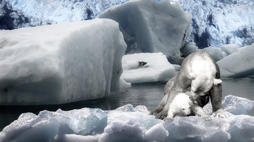 Schimbările climatice, un adevărat pericol! Urșii polari ar putea dispărea până în anul 2100