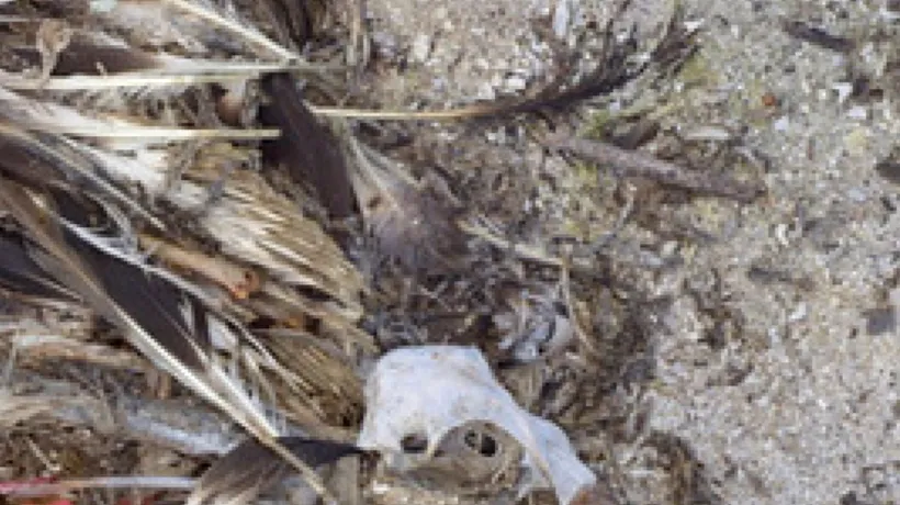 Ce s-a găsit în stomacurile acestor păsări moarte 
