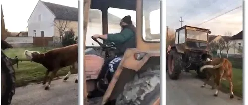 VIDEO| Imagini revoltătoare pe străzile din Timiș. O vacă a fost legată şi târâtă de un tractor