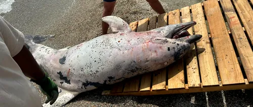 VIDEO | Delfin uriaș, mort de aproximativ trei săptămâni, adus la mal de curenți pe o plajă din Mamaia