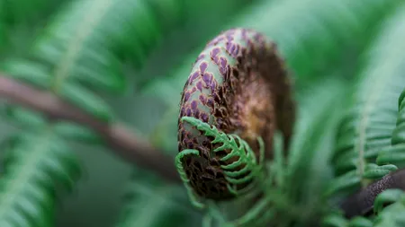 Planta care „crește” cristale din metale rare. Ce este fitomineritul