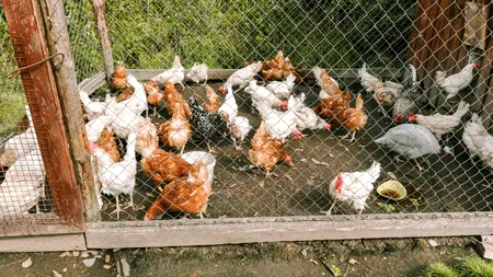 Câte găini poți crește în curte, conform legii. Care sunt obligațiile crescătorilor de animale