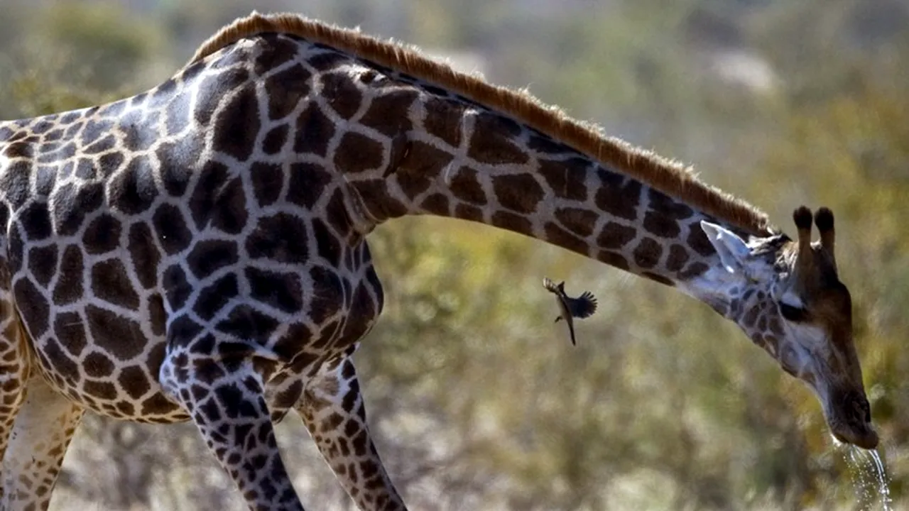 Moscova: 11 oameni au fost răniți la o grădină zoologică în timp ce încercau să hrănească o girafă