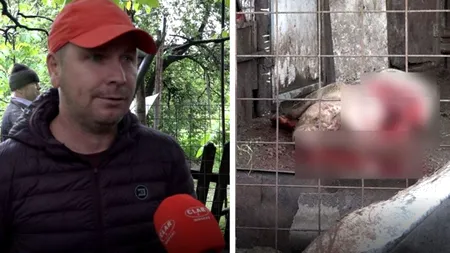 VIDEO| Un urs a făcut ravagii în Câmpulung și a omorât porcii din gospodării. Localnicii vor să doarmă cu toporul de frica animalului