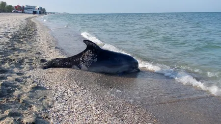 O femelă de marsuin a murit după ce a născut în dana militară a portului Constanța

