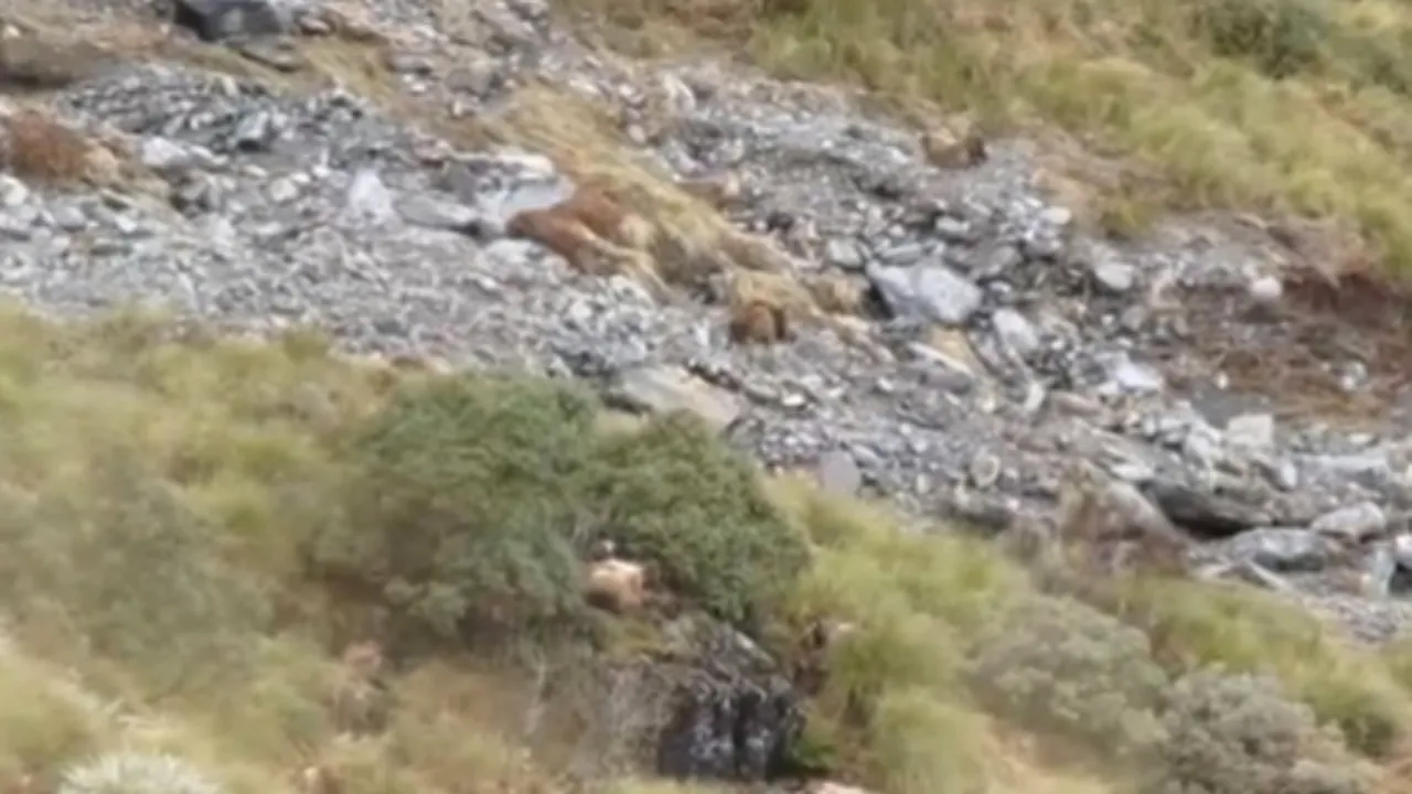 Câte animale sunt în această imagine? Camuflajul este uimitor 