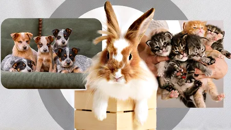 Cum poți vedea lumea fără să plătești CAZARE. Proprietarii își oferă locuințele spre folosință gratuită celor care au grijă de animalele lor