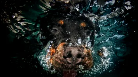 Aceștia sunt cei mai frumoși câini din Marea Britanie. GALERIE FOTO