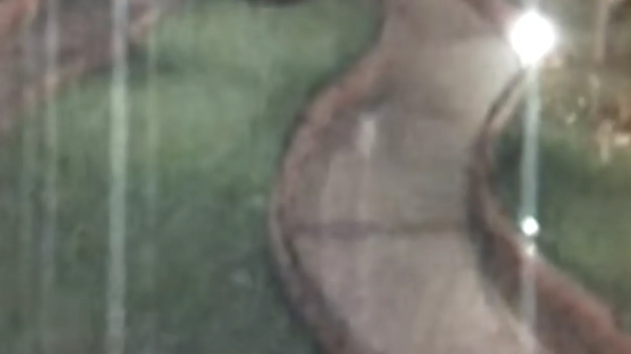 Camerele de supraveghere de la Disneyland au surprins scene inexplicabile