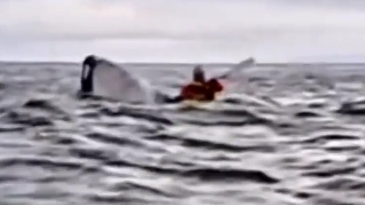 Clipe de coșmar trăite de un tânăr după ce a dat nas în nas cu o BALENĂ și a dispărut subit în adâncuri: „Am crezut că m-a înghițit”