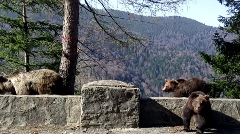 Jandarmii sunt în alertă: Nouă urși au ajuns în localități din Prahova