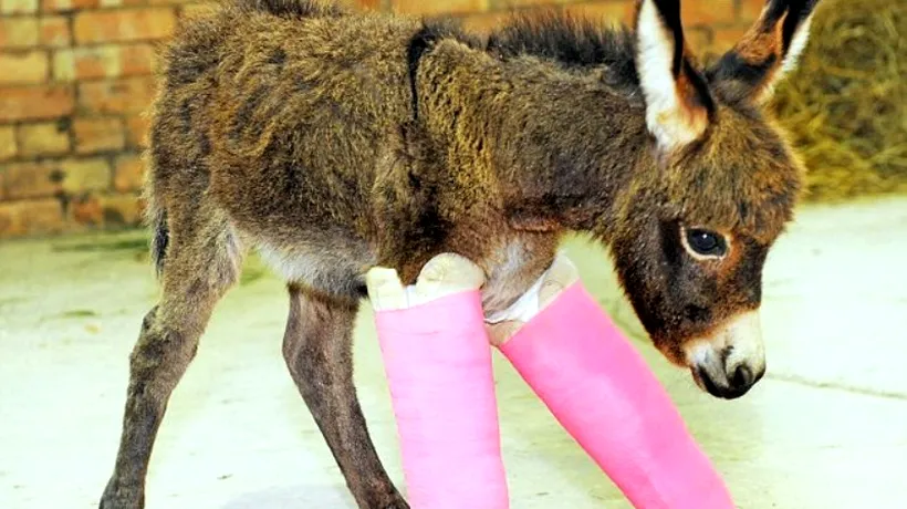 FOTO + VIDEO. Soluția pe care au găsit-o veterinarii pentru a ajuta un măgăruș născut prematur să meargă