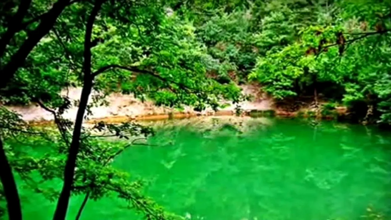 Doi parlamentari propun un proiect pentru reglementarea profesiei de etolog în România