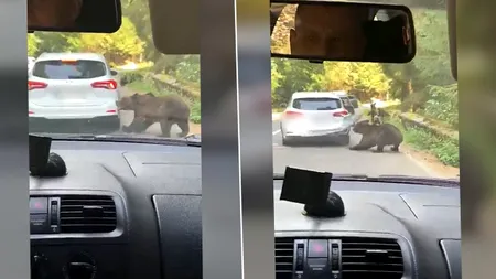 O ursoaică a smuls bara unei mașini pe Transfăgărășan. Care a fost reacția șoferului