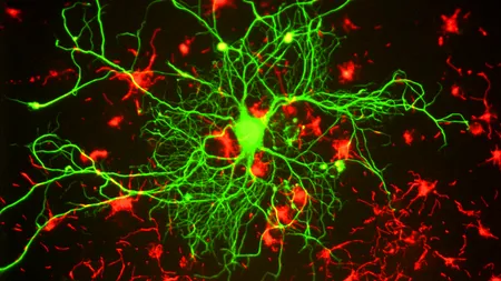 Dracula confirmat de știință