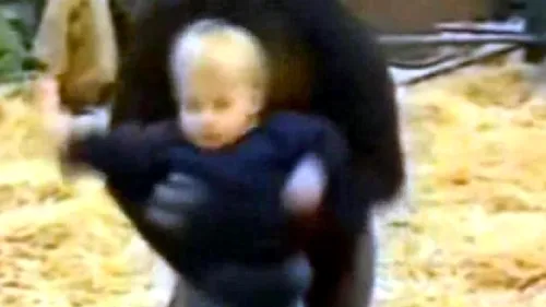 Blândețea unui uriaș. Cum se joacă o gorilă cu o fetiță de un an. VIDEO