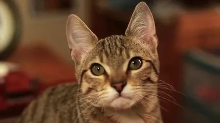 VIDEO. Cum a devenit 