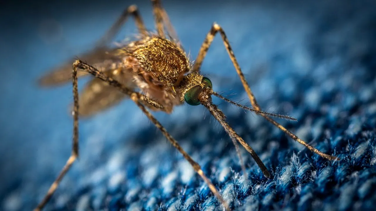 INSP: 47 de cazuri de infecţie cu virusul West Nile, înregistrate până în 5 septembrie. Au fost raportate 4 decese