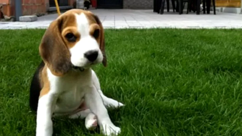 VIDEO. Transformarea unui beagle, de la opt săptămâni la opt luni