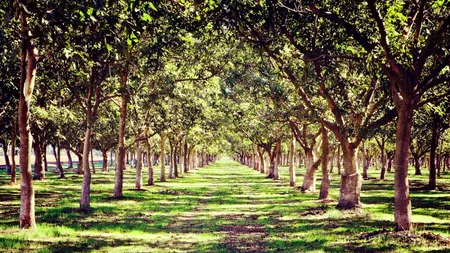 Copacul pe care legea nu îți dă voie să îl tai. Riști o amendă de 10.000 de lei